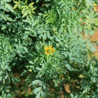 Phyto Force Rue 50ml