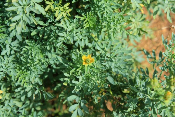 Phyto Force Rue 50ml